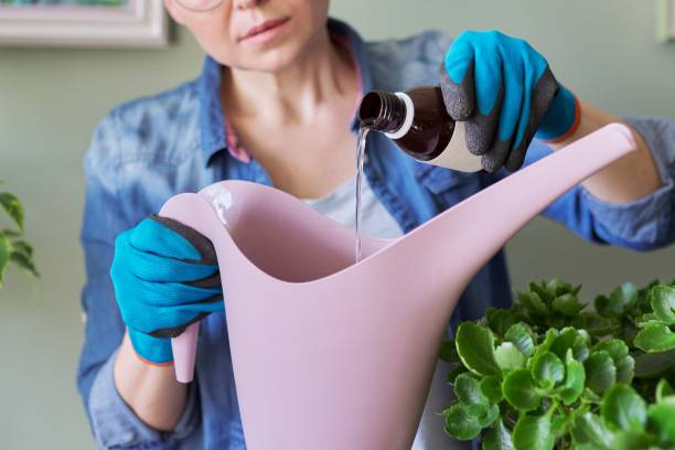 Woman pours liquid mineral fertilizer, in watering can with water Woman pours liquid mineral fertilizer, in watering can with water. Cultivation and caring for indoor potted plants. Hobbies and leisure, home gardening, houseplant, urban jungle in apartment plant fertilizer stock pictures, royalty-free photos & images