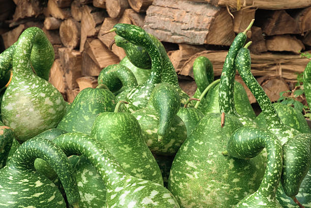 istock Spotted ornamental green pumpkins 123217433