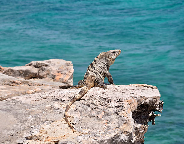 istock Iguana on the rocks. Mexico 123217850