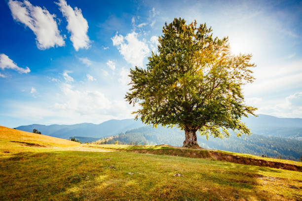 istock Bright rolling countryside around a farm. 1232188243