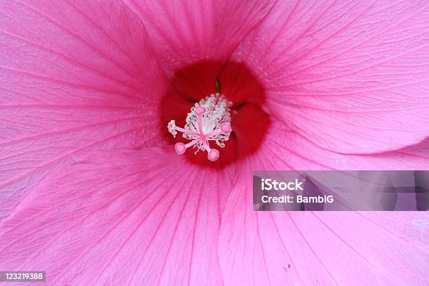 Hibisco - Fotografias de stock e mais imagens de Ao Ar Livre - Ao Ar Livre, Beleza natural, Cor de rosa