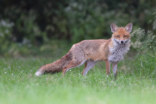 red foxes - rotfuchs stock-fotos und bilder