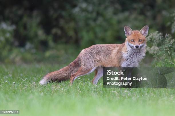 Red Foxes Stock Photo - Download Image Now - Fox, Red Fox, UK