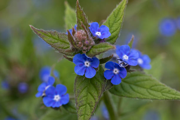 Green Alkanet Pentaglottis sempervirens in flower, England, United Kingdom