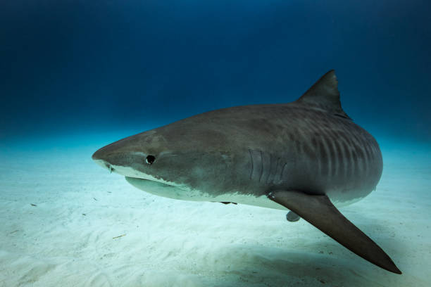 istock Tiger Shark Tiger in Tiger Beach, Bahamas 1232203117