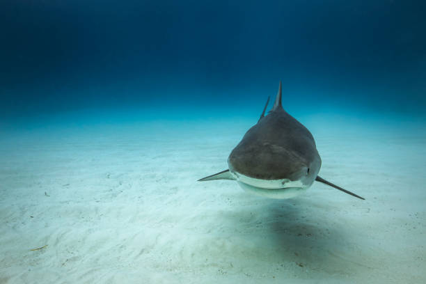istock Tiger Shark Tiger in Tiger Beach, Bahamas 1232203148