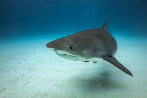 istock Tiger Shark Tiger in Tiger Beach, Bahamas 1232203622