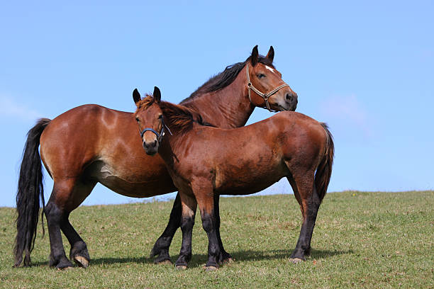 istock young horse witw mother at meadow 123220713