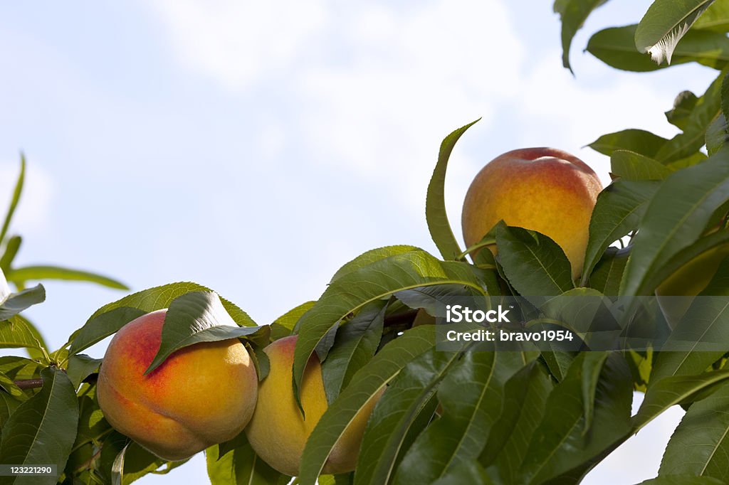 Pêssegos da Árvore - Foto de stock de Comida royalty-free