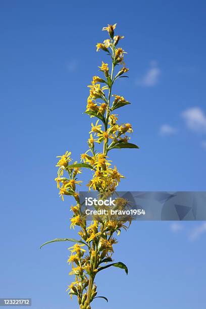 Hypericum Perforatum Medicinal Erva - Fotografias de stock e mais imagens de Amarelo - Amarelo, Azul, Céu