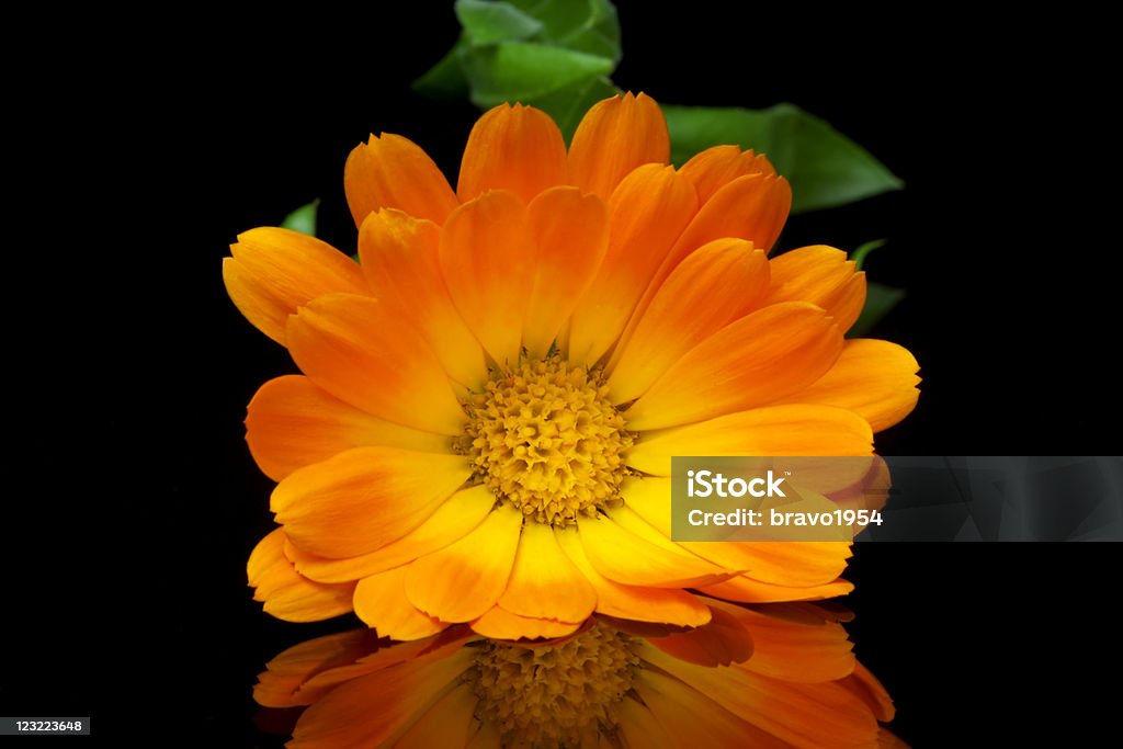 Calendula officinalis - Foto stock royalty-free di Bouquet