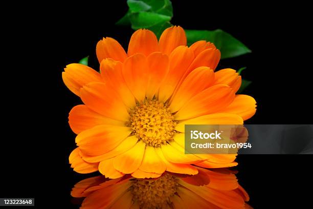 Calendula Officinalis - Fotografie stock e altre immagini di Bouquet - Bouquet, Calta, Colore verde