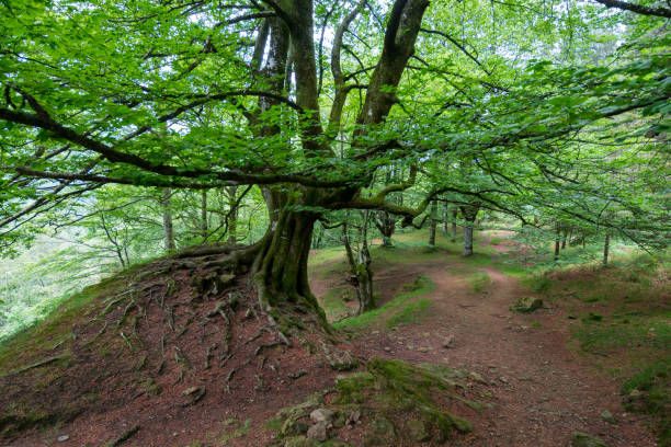 istock beautiful scene of a forest in spring season 1232257077