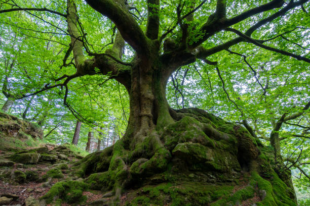istock beautiful scene of a forest in spring season 1232259649