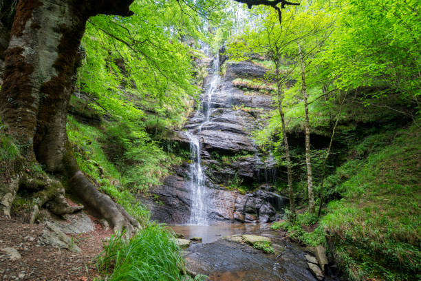 istock beautiful waterfall in the middle of a forest 1232260171