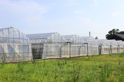 japanese greenhouse
