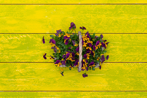top view many tiny violet flowers growing in wicker basket on vintage green and yellow wooden background