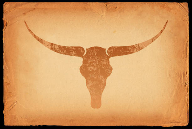 техасский длиннорогий черепа на старый бумажный фон - animal skull cow animal black background stock illustrations