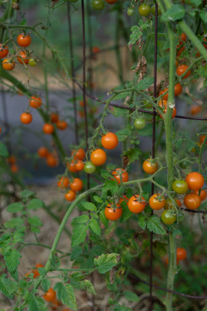 istock Ripe tomatoes on the branch 1232344497