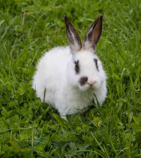 istock beautiful little white rabbit on green grass 1232352864
