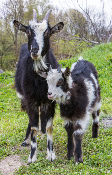 istock Black and white goat with horns grazing on a lawn and eats a green grass 1232352890
