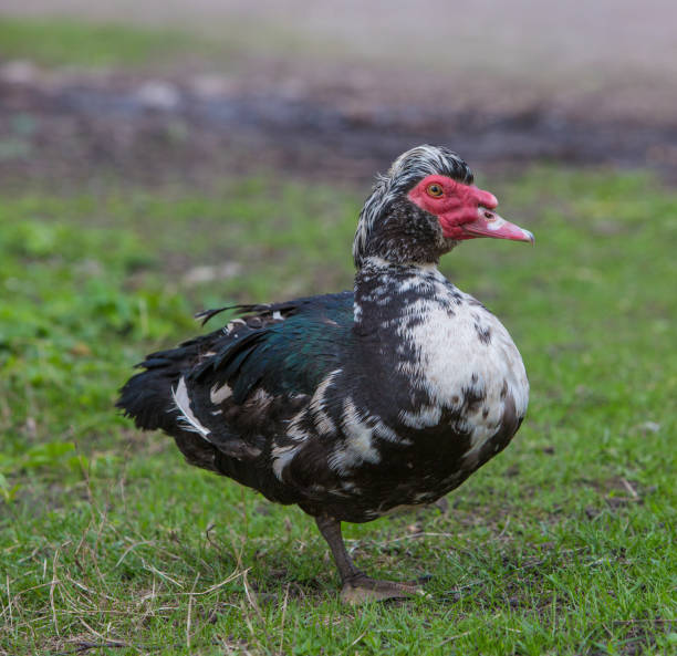istock Pacific black duck in lush green grass 1232353066
