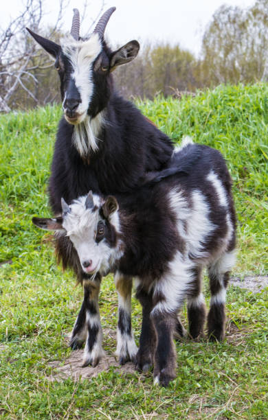 istock Black and white goat with horns grazing 1232353319