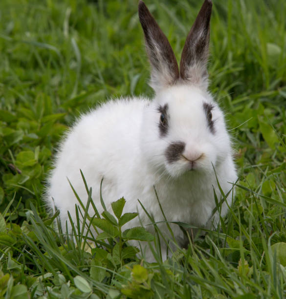 istock A view of a white rabbit on a green grass 1232353359