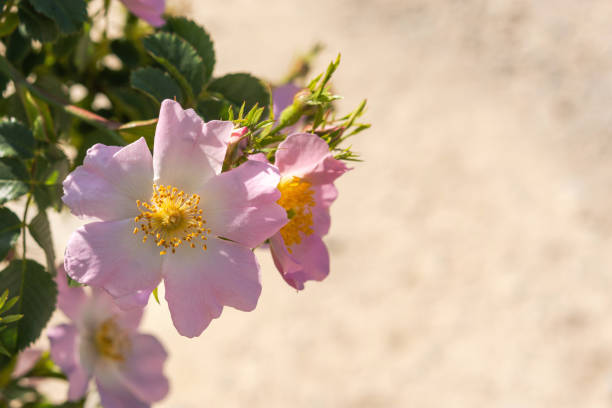 flores de rosa mosqueta de cerca sobre un fondo borroso - 7003 fotografías e imágenes de stock