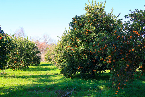 Oranges garden