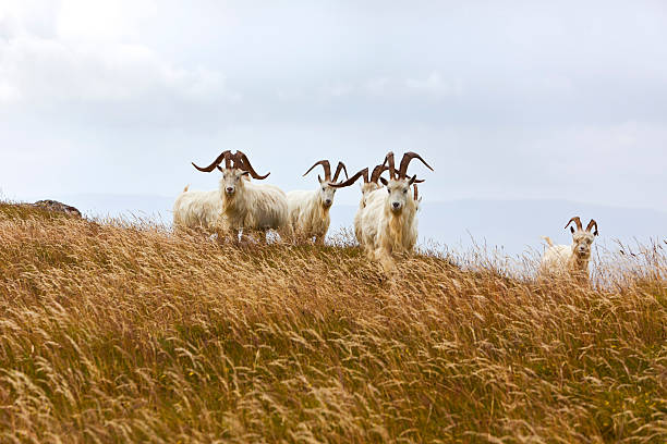 Kashmir goats, North Wales Kashmir goats at Great Ormes Head, Llandudno, Gwynedd, North Wales cashmere stock pictures, royalty-free photos & images