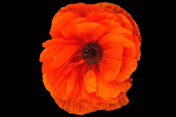 Orange poppy flower.  Poppies are herbaceous plants, often grown for their colorful flowers. They grow a mound of leaves that are hairy and finely dissected in spring.