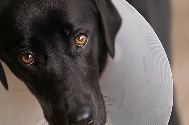 istock Black dog with collar after neuter operation 123243975