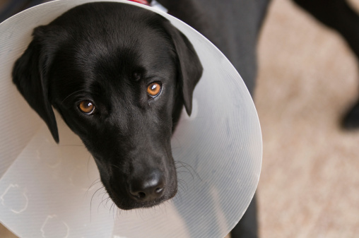 Negro perro con collarín después de la operación neuter photo