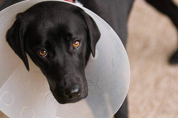 cão preto com colarinho após neutro operação - coleira protetora imagens e fotografias de stock