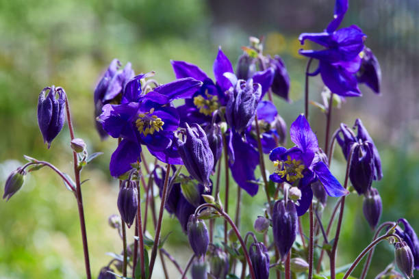 Perennial herbaceous plant Aquilegia vulgaris Growing Ranunculaceae. Perennial herbaceous plant Aquilegia vulgaris (Orlik, Aquilegia, Columbine) with dark violet flowers in the garden on a blurred background of greenery in spring. eutrichomyias rowleyi stock pictures, royalty-free photos & images