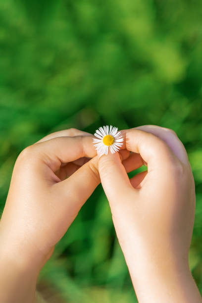 istock A white daisy in hands of child. 1232451763