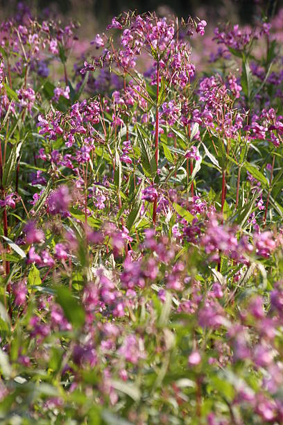 balsamine de l'himalaya indien ou - balsamine de lhimalaya photos et images de collection