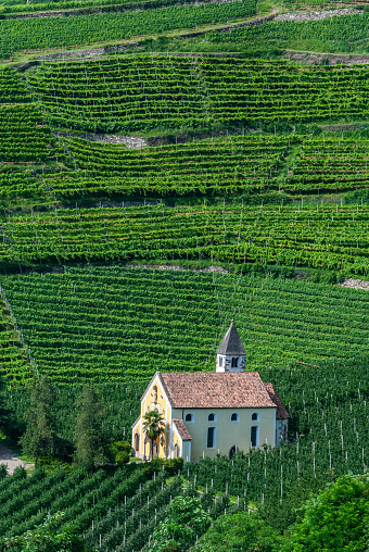 Bodegas y viñedos en Merano, Tirol del Sur, Italia. photo