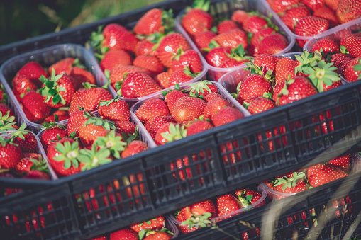 A view displaying stacked crates full of strawberries, ripe & fresh and ready to be sold on a Sunday market.