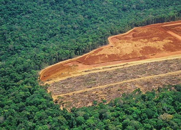 abholzung in den amazonas - forstwirtschaft fotos stock-fotos und bilder