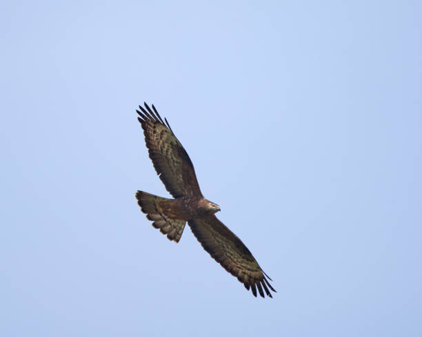 hawk glissant sur le ciel clair - underbelly photos et images de collection