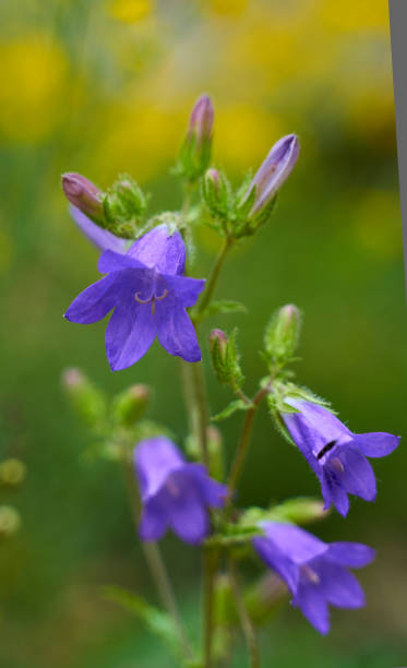 istock Wild purple flowers 1232522967