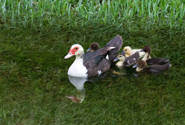 istock Mother Muscovy Duck Swimming with Five Ducklings 1232546138