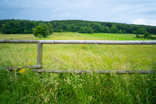 Fields and trees in a green hilly grassy landscape under a blue sky in sunlight in spring, Voeren, Limburg, Belgium, June, 2022