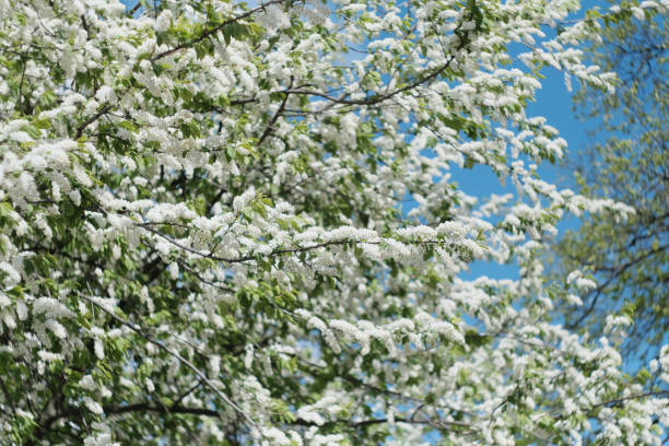 istock beautiful flowering apple trees at midday forest 1232583583