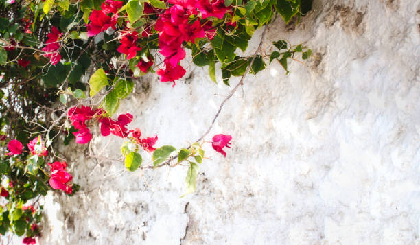 istock White washed rustic wall with pink flowers and green leaves with copy-space for text 1232612307