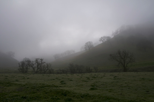 An early morning photo of oak trees in the fog.