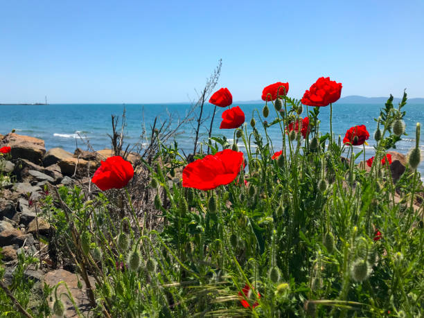 Red Poppies Flowering In Pomorie, Bulgaria. Red Poppies Flowering In Pomorie, Bulgaria. pomorie stock pictures, royalty-free photos & images