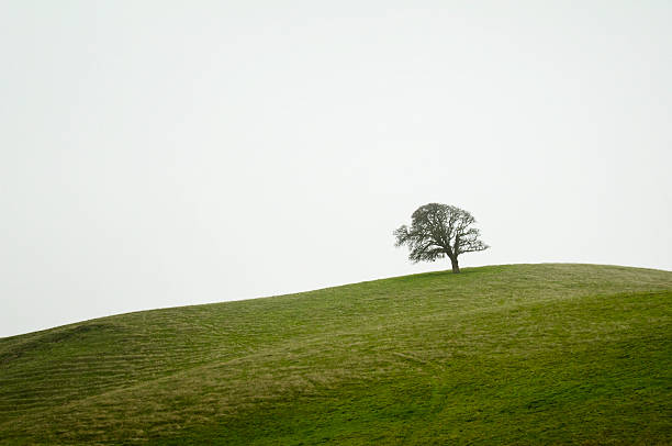 Eiche auf einem Gras Hill – Foto